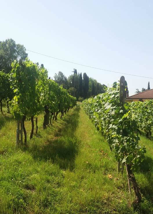 Enoteca Aziendale - foto 4