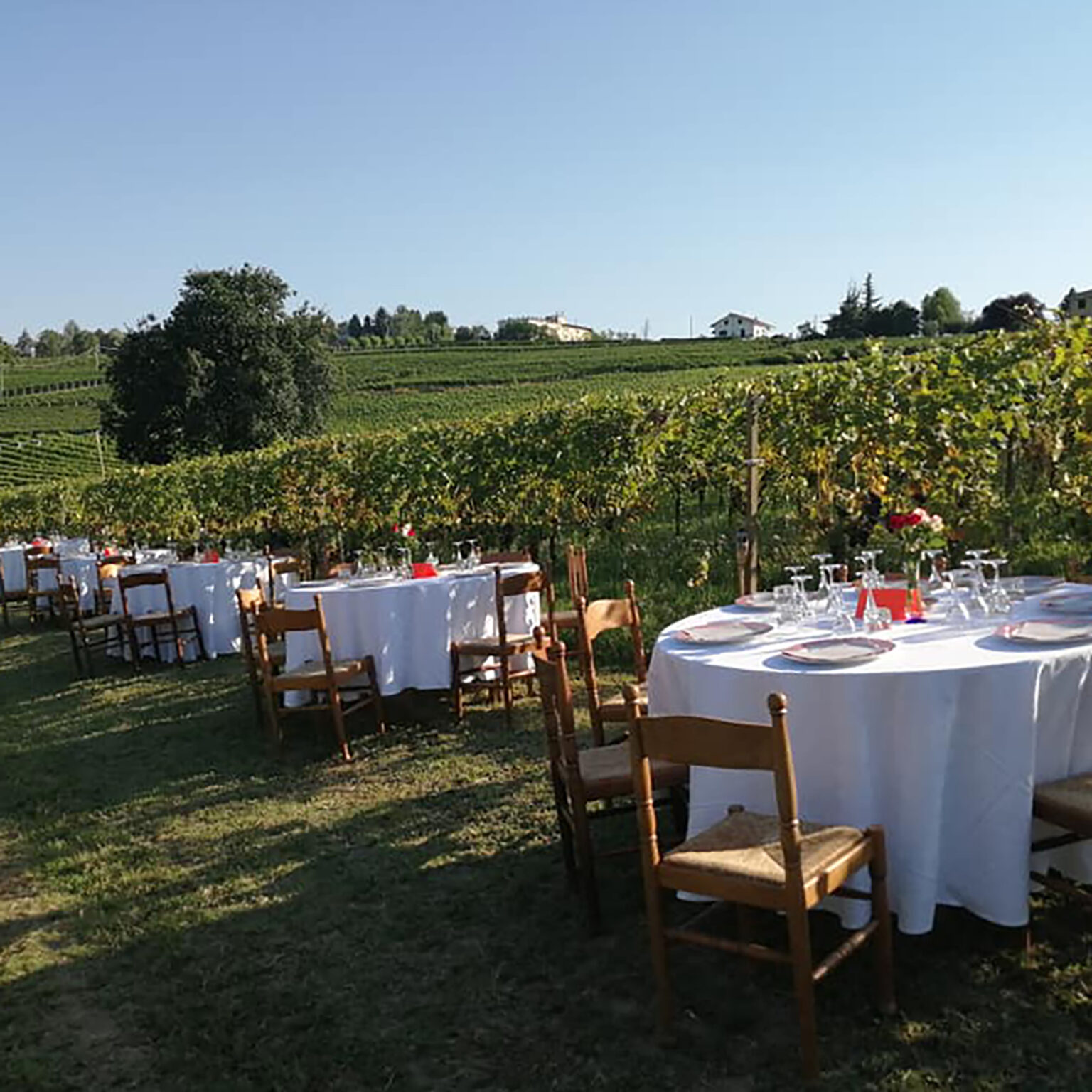 BRACIOLATA IN VIGNA - foto 1