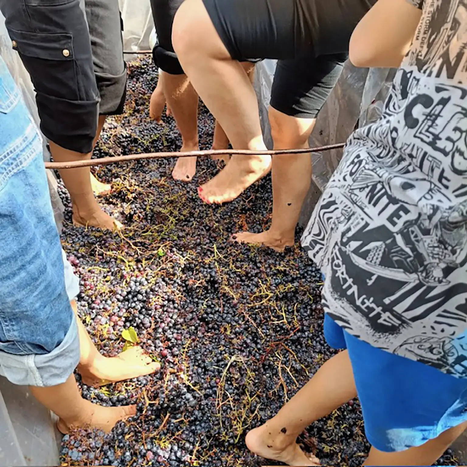 Vendemmia Turistica - foto 1
