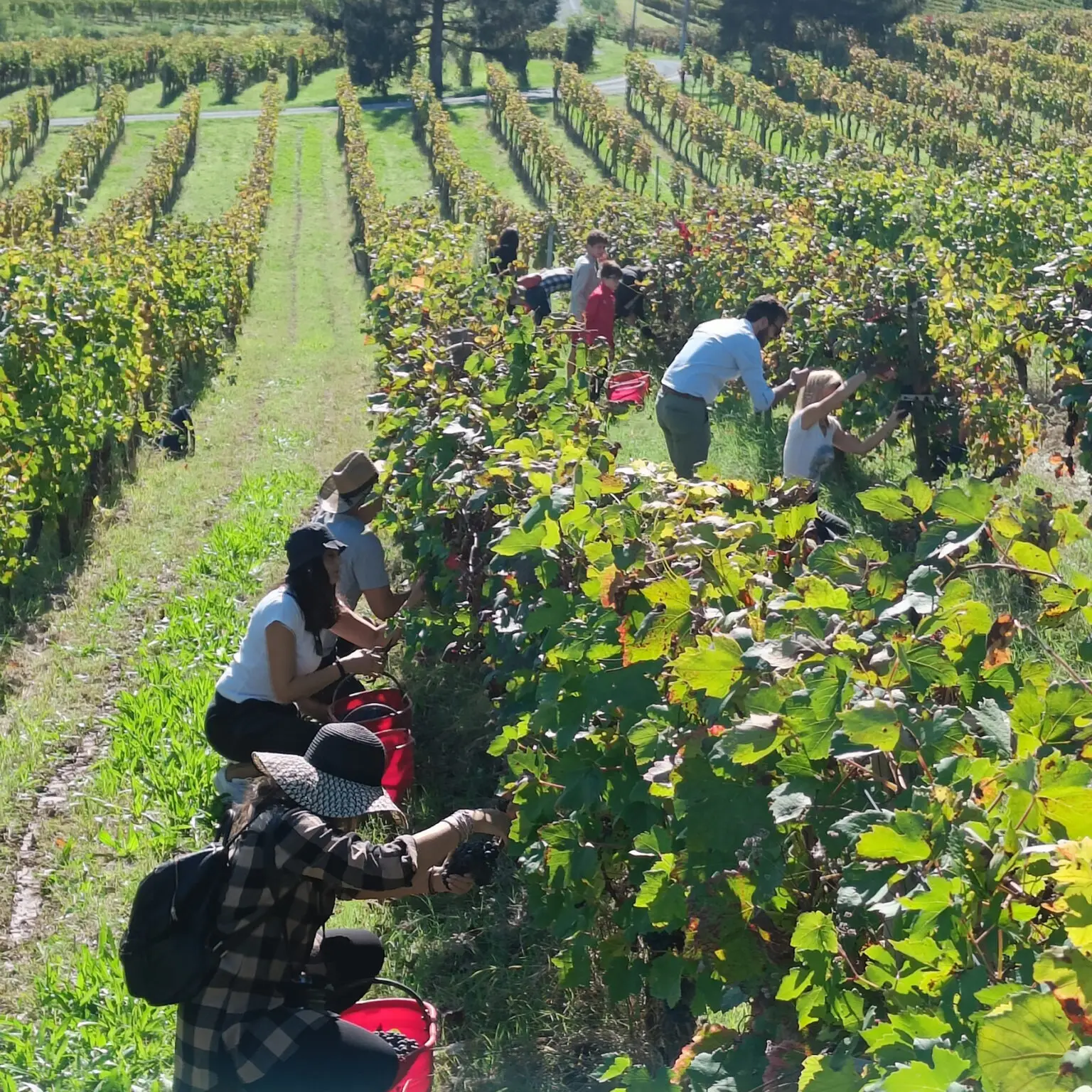 Vendemmia Turistica - foto 2