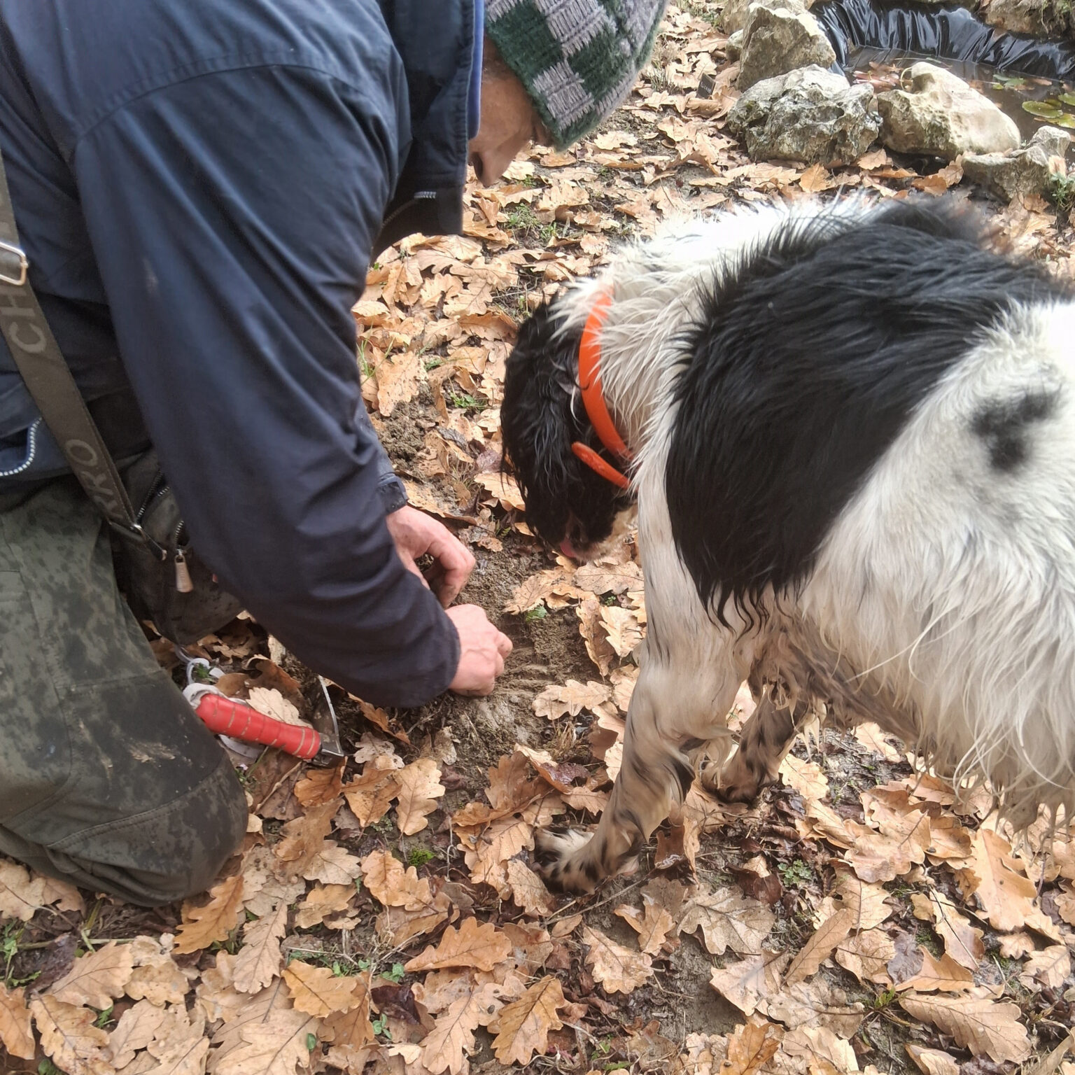 RICERCA DEL TARTUFO - foto 1